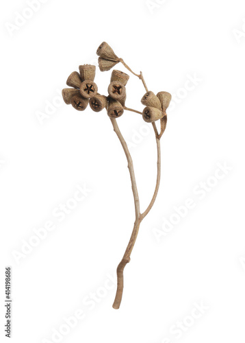 Dry branch of eucalyptus plant with gumnuts isolated on white photo