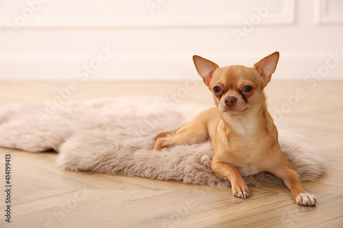 Cute Chihuahua dog lying on warm floor indoors, space for text. Heating system © New Africa