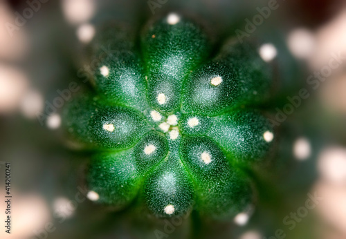 Canvas-taulu Peyote Cactus - Close up