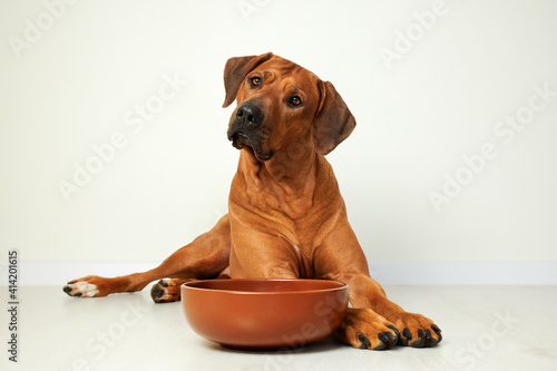 Brown dog lying next to empty food bowl waiting for feeding, portrait, close-up