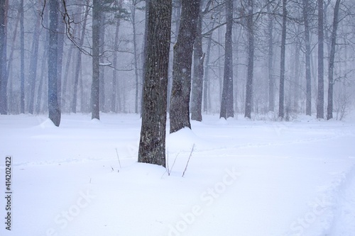 tree trunks in winter oak forest with blurred motion of snowfall