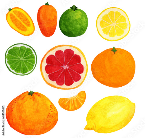 Big citrus watercolor set. Lemon  mandarine  lime  grapefruit and kumquat fruit  whole and sliced isolated on white background. Hand drawn illustration for menu recipe  food blog.