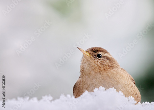 zaunkönig, troglodytes troglodytes, guckt hinter schnee hervor, viel freiraum für text