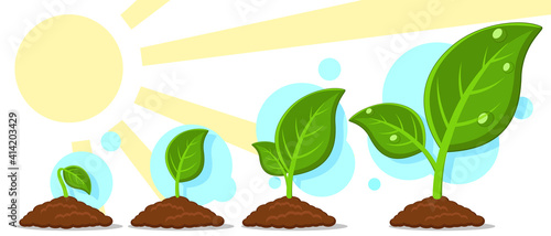Φωτογραφία Sprout sprouting in the ground set, growth phases