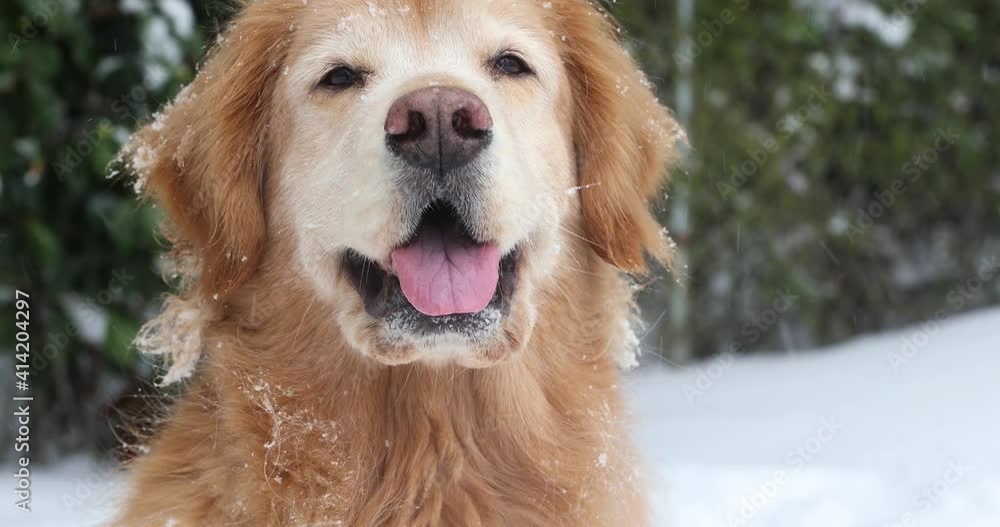 Close up face of happy golden retriever dog with his tongue sticking out as snow falls Close up face of happy golden retriever dog with his tongue sticking out as snow falls