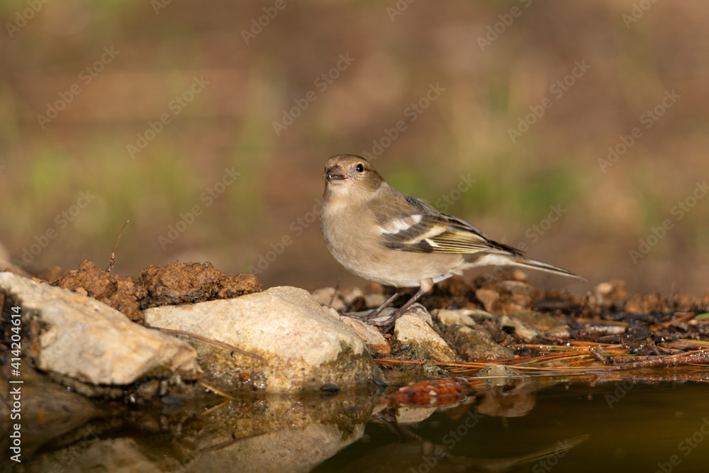 Fototapeta premium Pinzón vulgar en la charca (Fringilla coelebs)