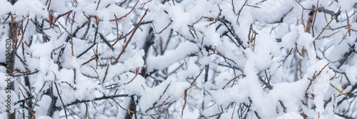 Snow on the branches of trees and bushes after a snowfall. Beautiful winter background with snow-covered trees. Plants in a winter forest park. Cold snowy weather. Cool panoramic texture of fresh snow © Andrei Stepanov