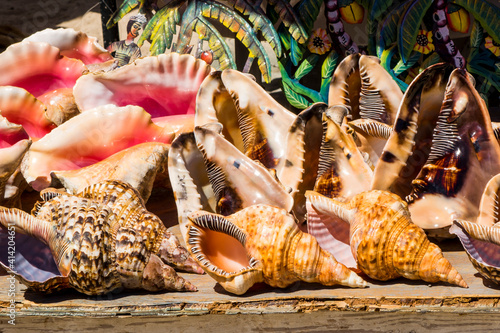 Souvenir shells at Grand Turk Cruise Port, Grand Turk Island, Turks and Caicos Islands, Caribbean. photo