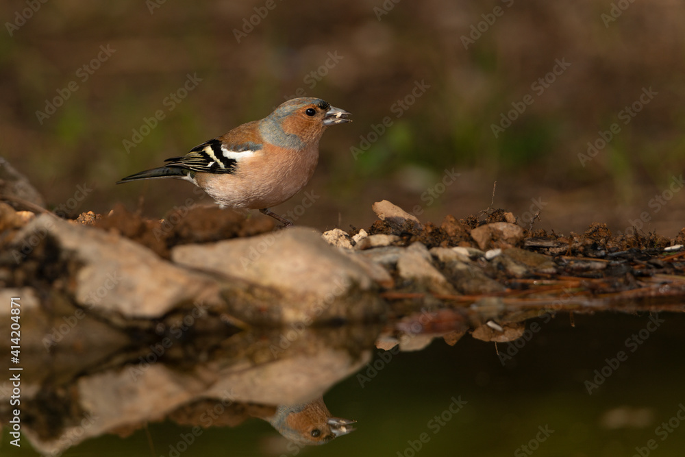 Pinzón vulgar reflejado en el estanque (Fringilla coelebs) Pinzón vulgar reflejado en el estanque (Fringilla coelebs)