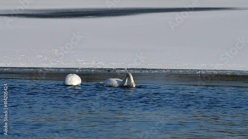 two swans during courting,Hradecky pond in Tovacov,importend birding area in Czech republic
