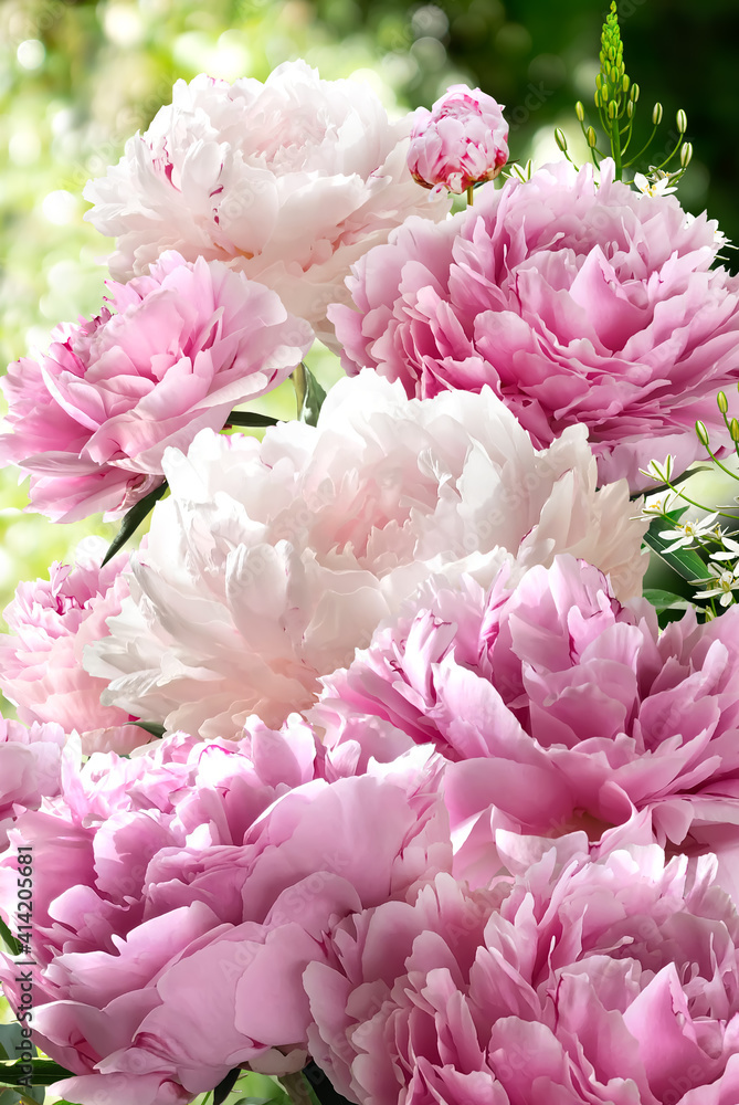 Bouquet of Hot Pink Peonies closeup on a blurred green background