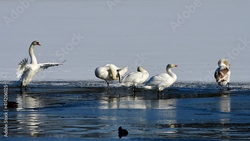 two swans during courting,Hradecky pond in Tovacov,importend birding area in Czech republic