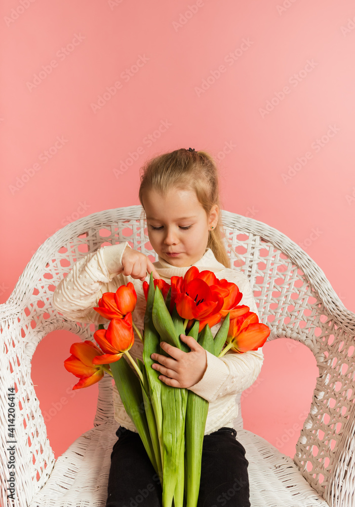 little blonde girl in a white sweater sits on a white chair and looks at a bouquet of red tulips on a pink background with space for text little blonde girl in a white sweater sits on a white chair and looks at a bouquet of red tulips on a pink background with space for text