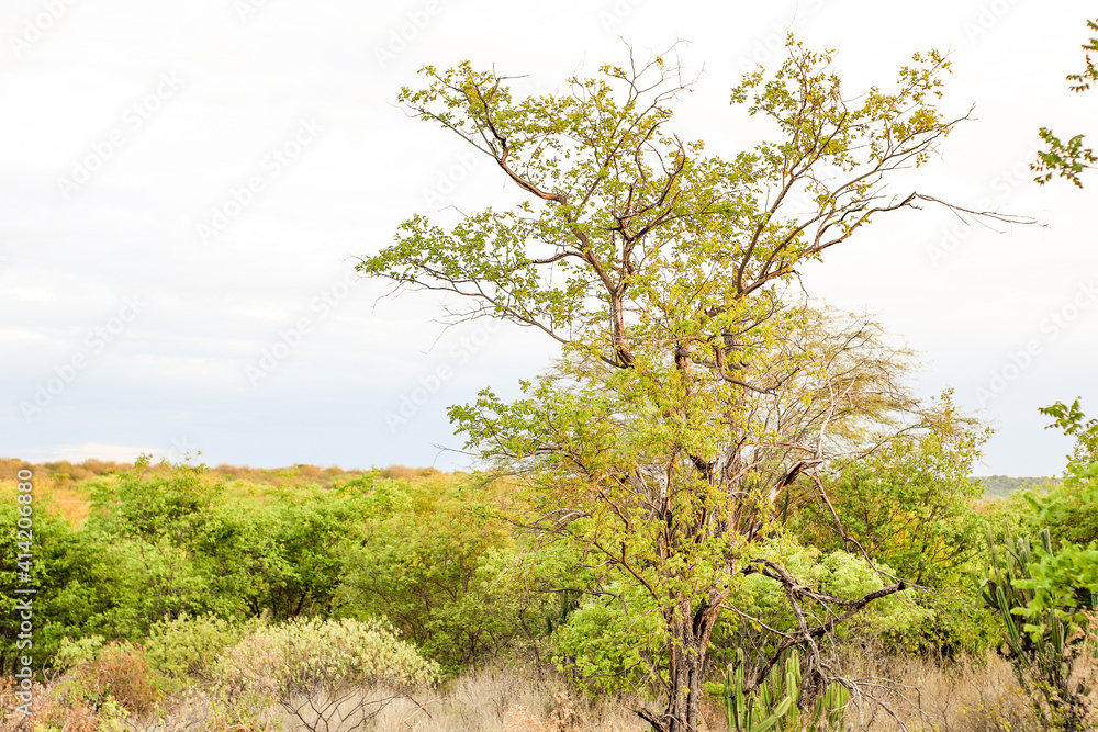 ÁRVORE TÍPICA DO CERRADO PIAUIENSE