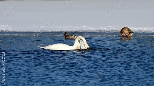 two swans during courting,Hradecky pond in Tovacov,importend birding area in Czech republic