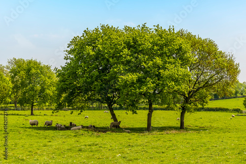 A view of sheep sheltering from the sun under a tree close to the village of Laughton near Market Harborough, UK in springtime photo