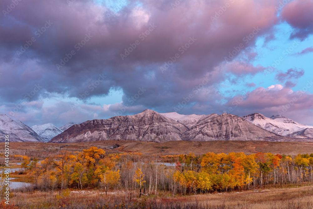 Morning light on autumn aspen groves along Maskinonge Lake in Waterton Lakes National Park, Alberta, Canada