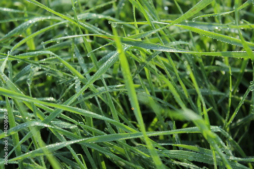 rugiada su erba © costanza
