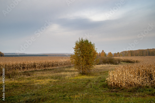 Corn field on the background of the autumn landscape.
