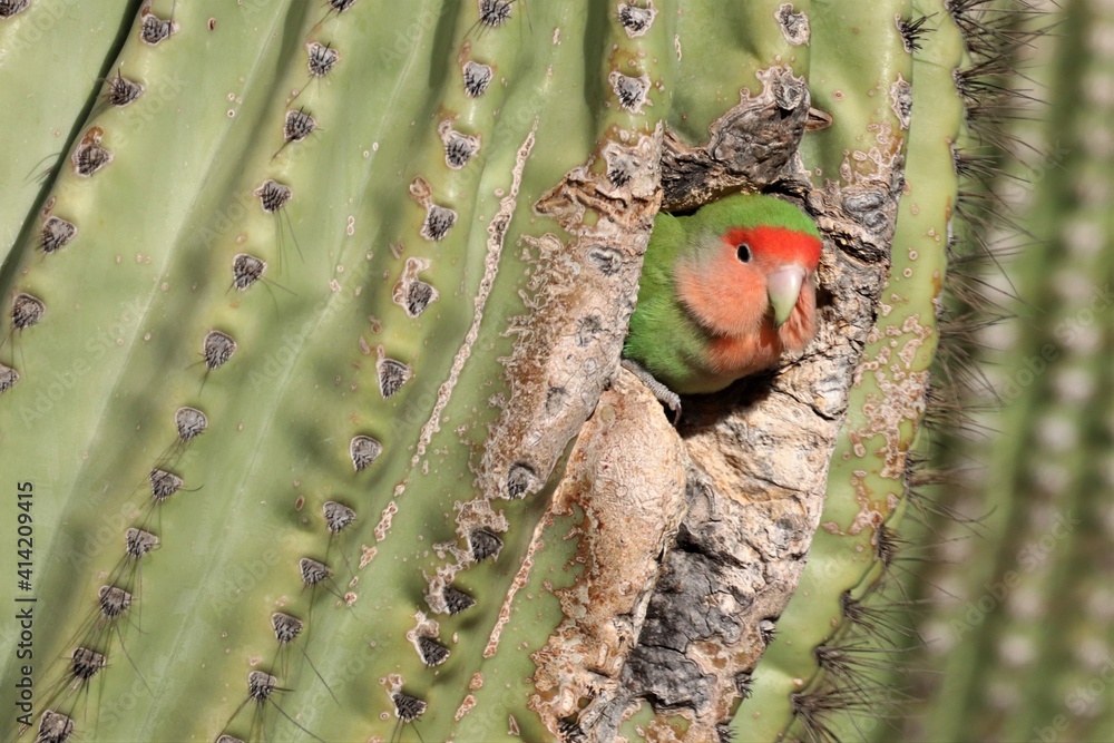 Lovebird Peeks Out of Cactus