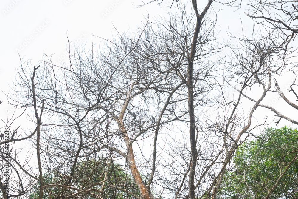 Obraz premium branches of a tree