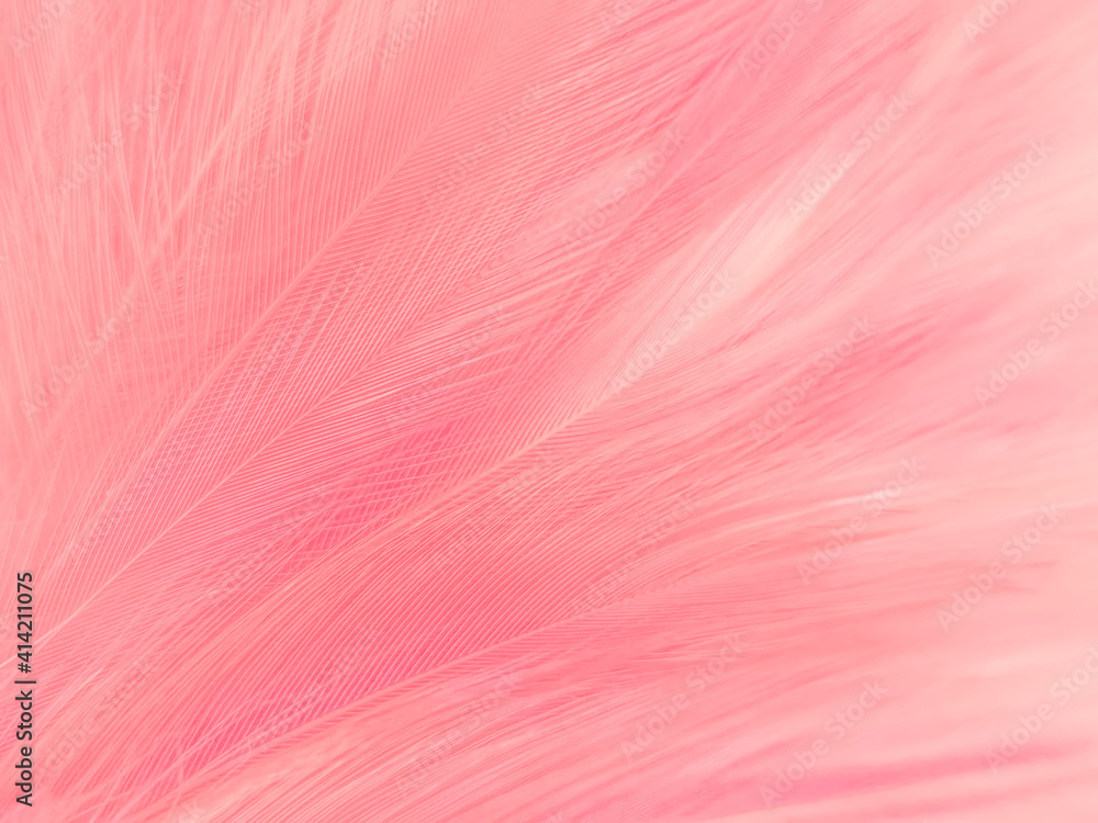 Beautiful abstract light pink feathers on white background, white feather frame texture on pink texture pattern, pink background, love theme wallpaper and valentines day Beautiful abstract light pink feathers on white background, white feather frame texture on pink texture pattern, pink background, love theme wallpaper and valentines day
