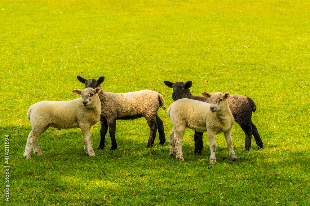 Obraz premium A group of lambs in a field near to the village of Laughton near Market Harborough, UK in springtime