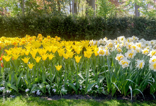 Fototapeta Naklejka Na Ścianę i Meble -  Closeup on beautiful flowers in Keukenhof park in spring