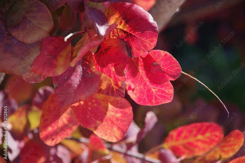 Obraz premium Full frame close-up view of the red sunlit autumn leaves of a bush in the California coastal wilderness
