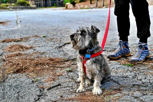 Schnauzer Looking At Squirrel