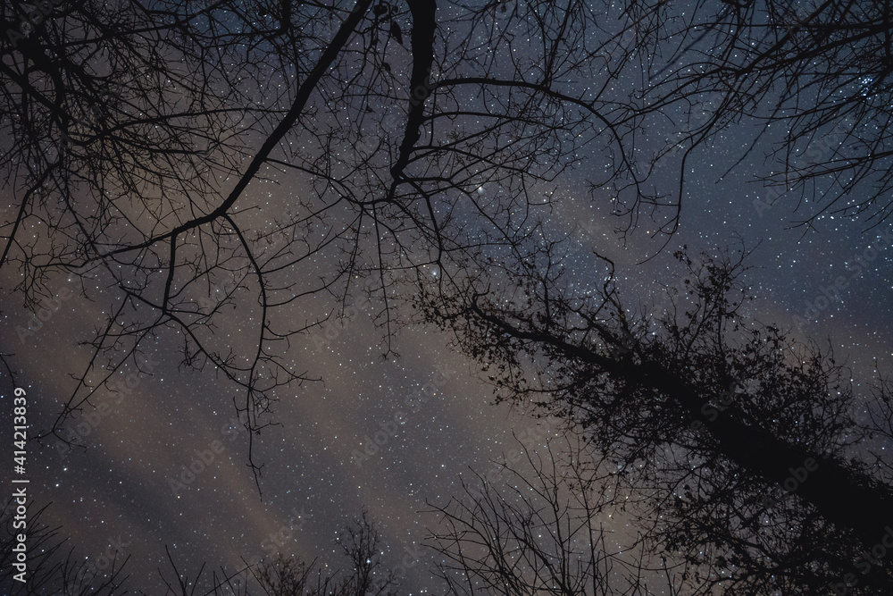 bottom view on the star sky in the wood at night bottom view on the star sky in the wood at night