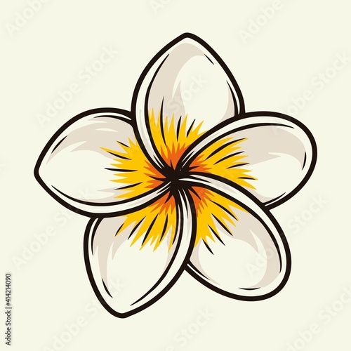 Colorful plumeria tropical flower