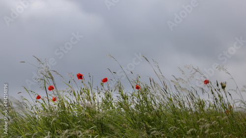 herbes folles © fotoeliane