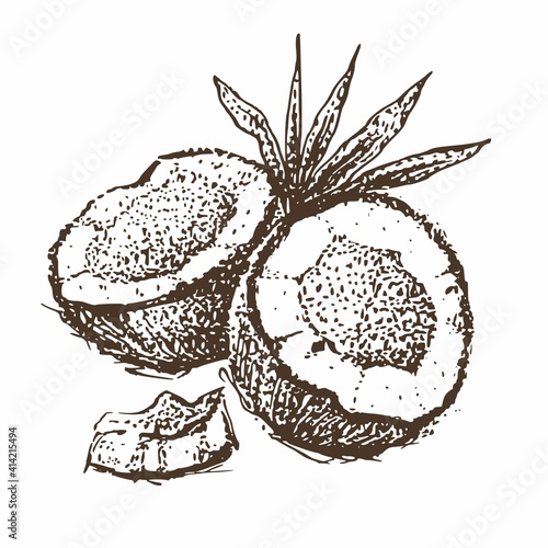 Drawing of a coconut by hand