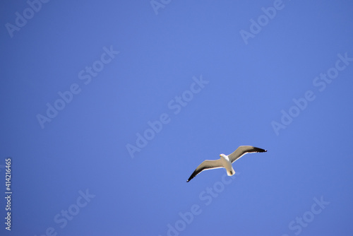 Bottom-up view of a seagull flying with the blue sky in the background.