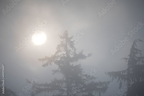Canada, British Columbia. The morning sun burns through fog and trees on Blackfish Sound.
