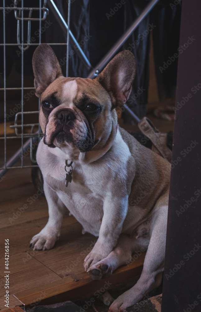 french bulldog puppy, french bulldog sitting, portrait of a dog, dog photography 