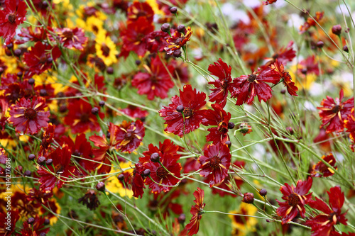Very beautiful coreopsis with claret flowers grows and blossoms in a flower bed. All flowers wet after a rain.