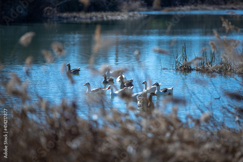 Schilderij op canvas Patos bañándose en el río Jarama a su paso por Aranjuez
