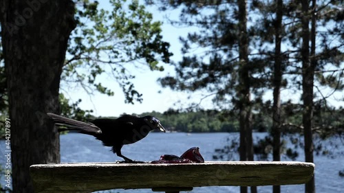 grackle photo