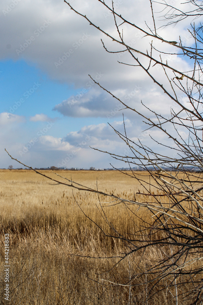 Steppe, reeds, reeds and blue sky with clouds Steppe, reeds, reeds and blue sky with clouds