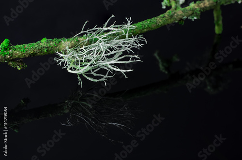 moss on a branch black background close up.macro photo