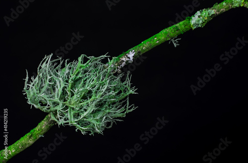 moss on a branch black background close up.macro photo