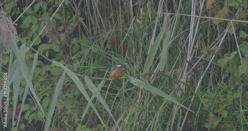 Young kingfisher in reeds, during fog, Lonjsko polje, Croatia Young kingfisher in reeds, during fog, Lonjsko polje, Croatia