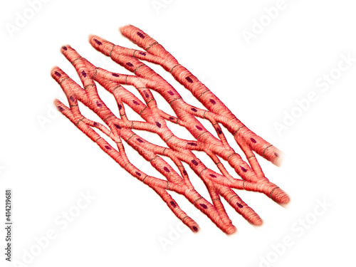 human cardiac muscle cells on a white background, 2d graphic