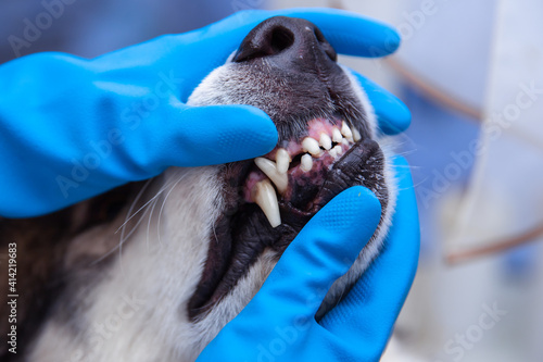 Veterinarian doctor inspecting dog teeth at vet clinic. concept medicine, pet, animals, health care and people