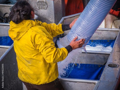A fisherman looks over her shoulder as she directs ice into a hold to chill fish in Bristol Bay Alaska. 