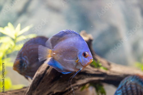 Close up view of gorgeous blue diamond discus aquarium fish isolated. Hobby concept.