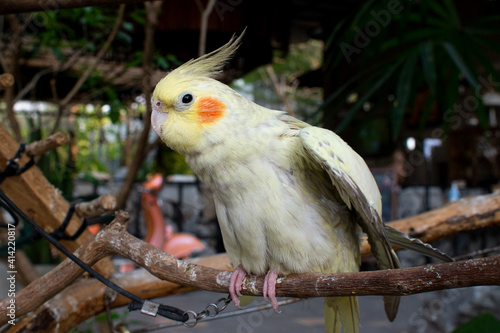 Fototapeta Naklejka Na Ścianę i Meble -  Beautiful Nymphs parrot nymph gray with yellow crest