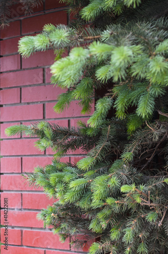 fir tree twigs and the pink bricks wall in the background